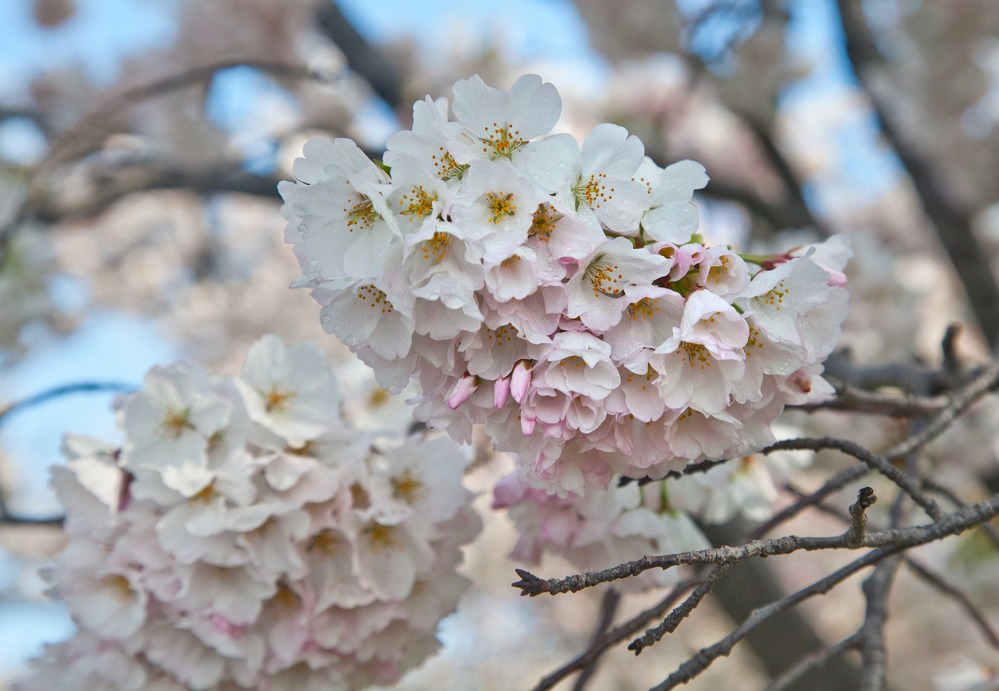 Cerezo o Sakura
