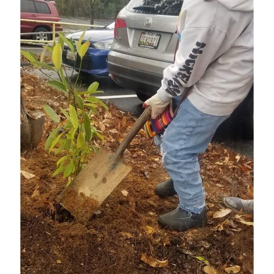 Plantan arboles DMV