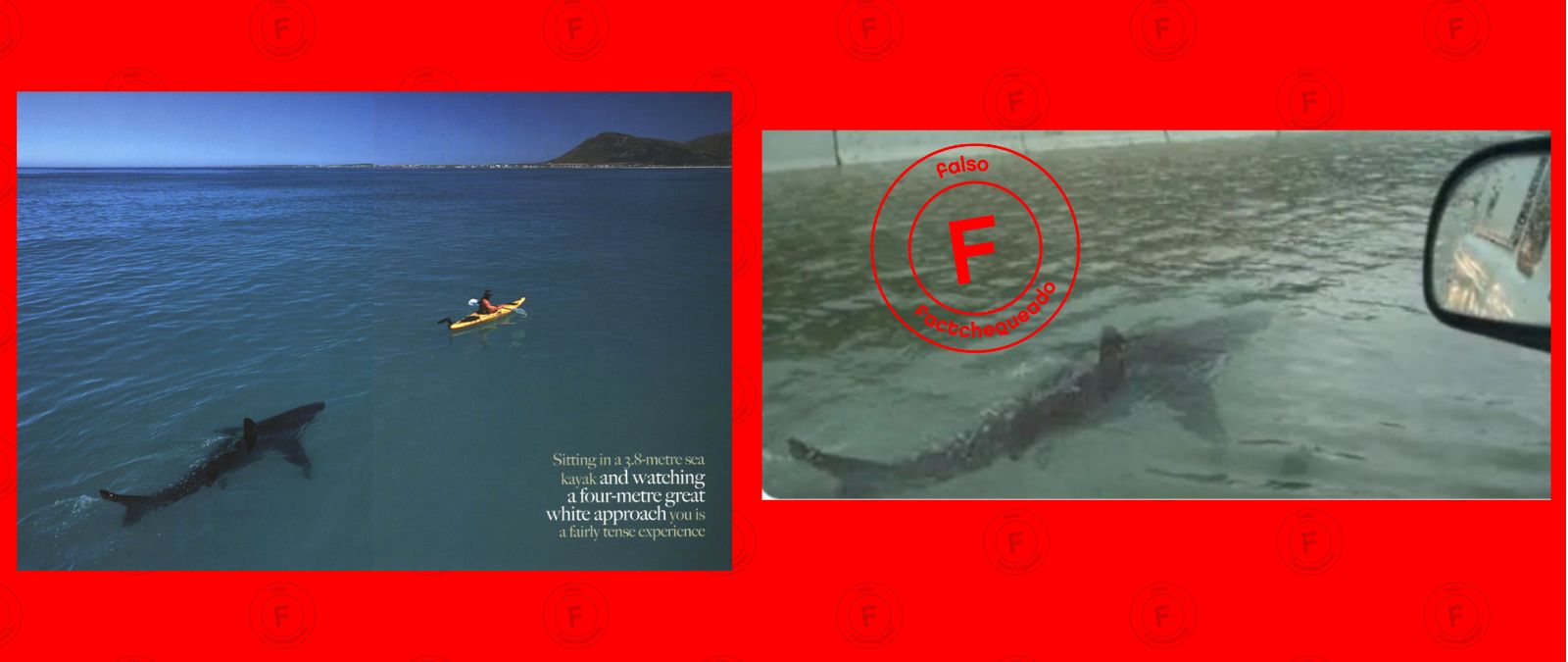 Faqsa foto de tiburón por huracán