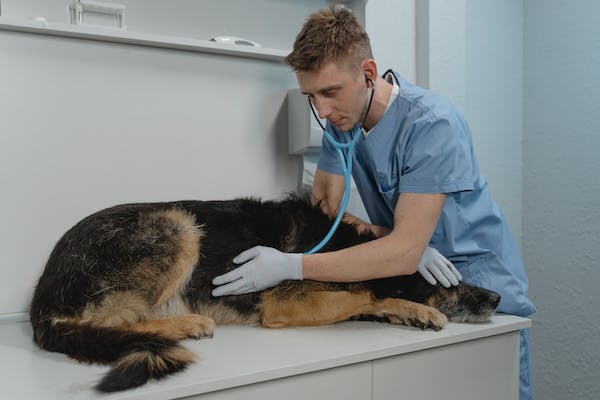 Pandemia canina afecta 10 estados