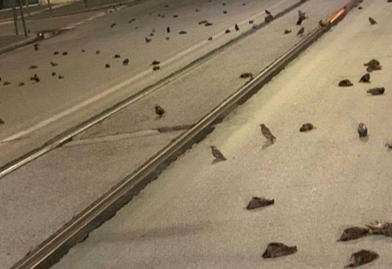 Aves que sucumbieron ante el espectáculo de pirotecnia en año nuevo 2021