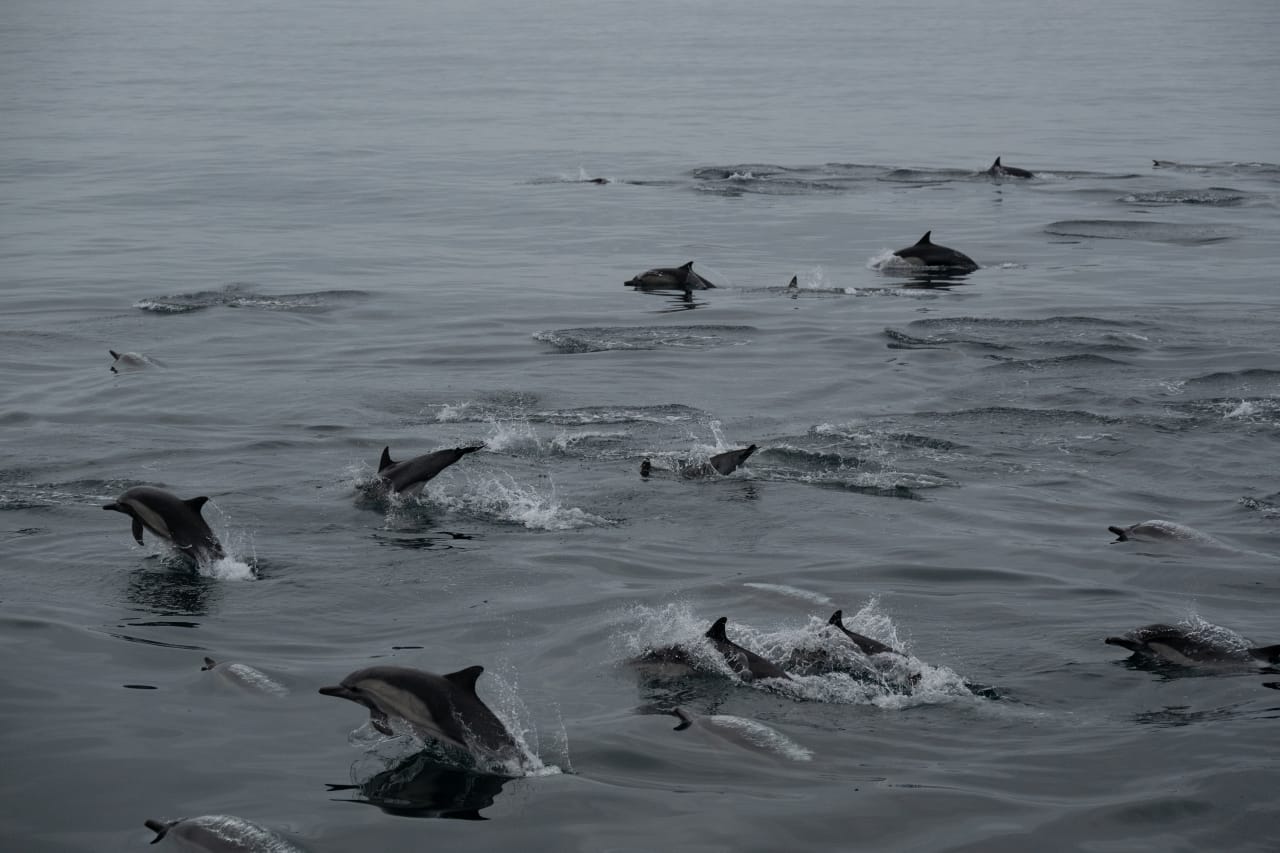 “Océanos Sanos”: la importancia de proteger las áreas marinas como las Islas del Canal