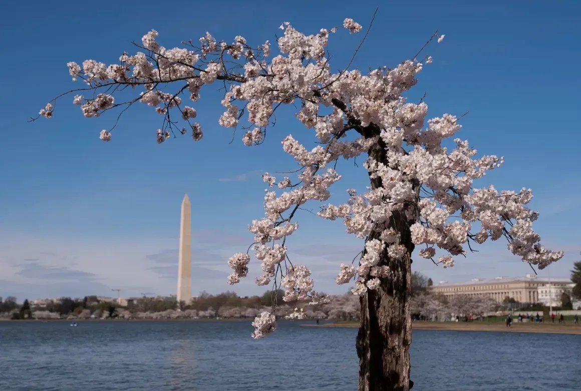 DC recibirá 250 nuevos cerezos de Japón para sustituir los perdidos en las construcciones