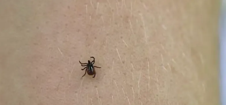 La garrapata asiática de cuernos largos amenaza al ganado de Oklahoma