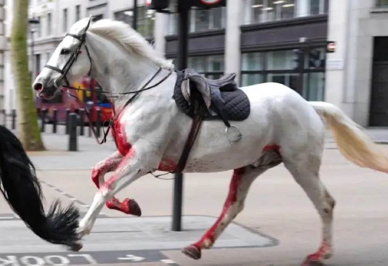 Caballos Londres