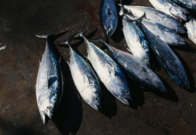 "Lluvia de peces"