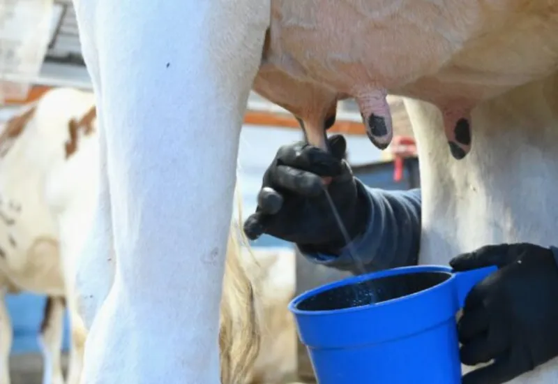 Leche gripe aviar