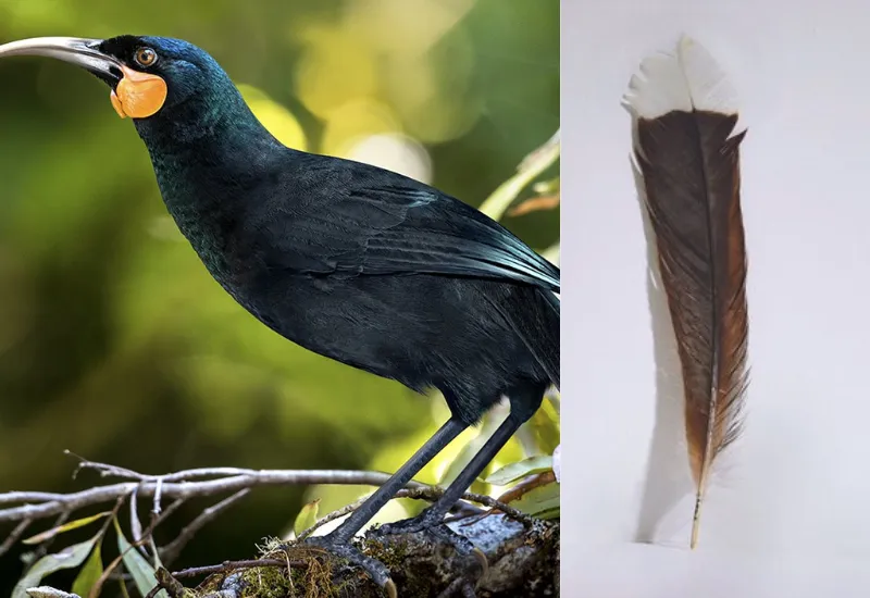 Pluma Nueva Zelanda