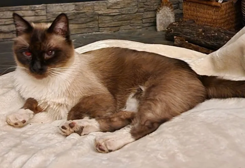 robaron camioneta con gato