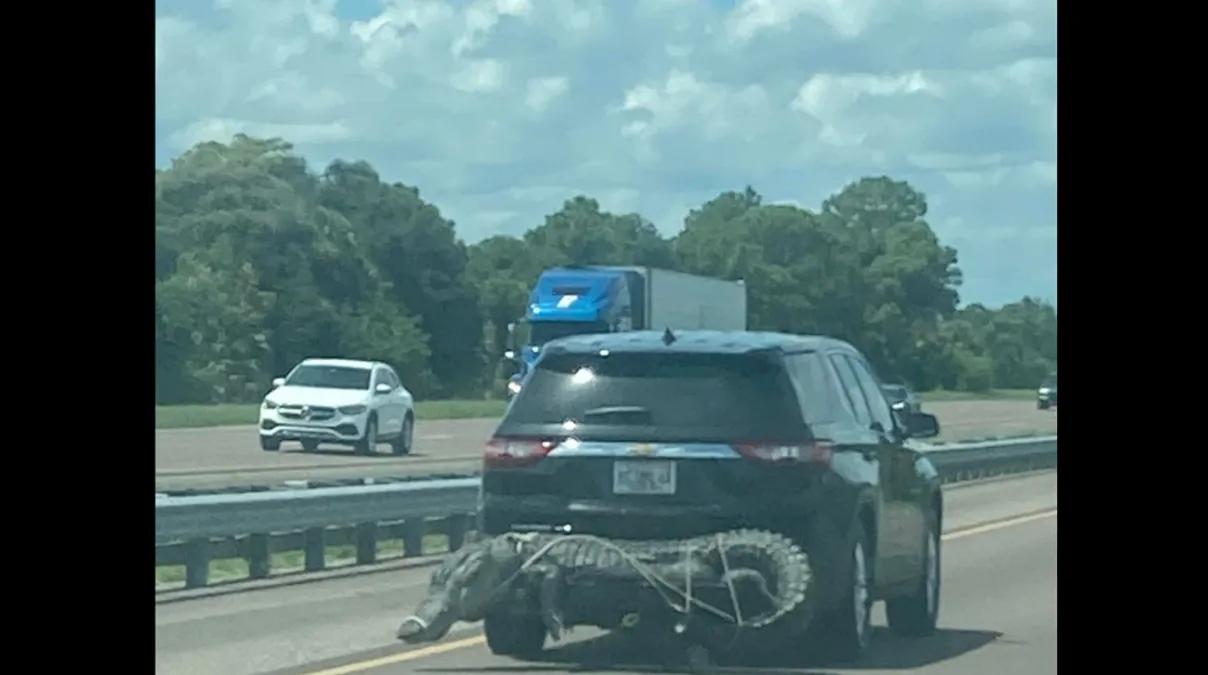 Se viraliza foto de un caimán atado a una camioneta en una autopista de Florida