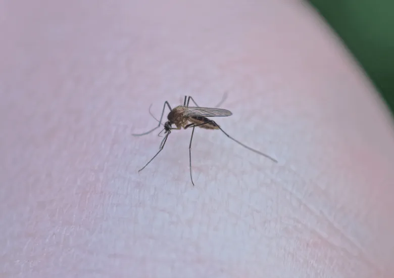 dengue EEUU