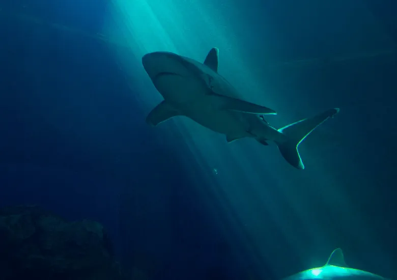 ataque tiburón florida