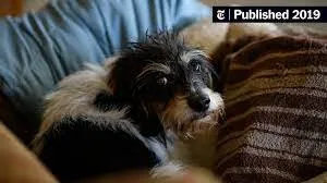 Crueldad animal de mas de 100 mascotas maryland