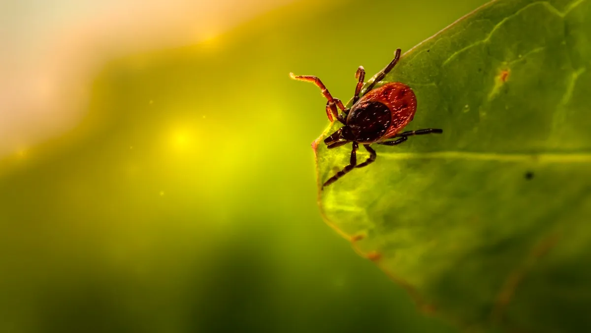 enfermedad de lyme