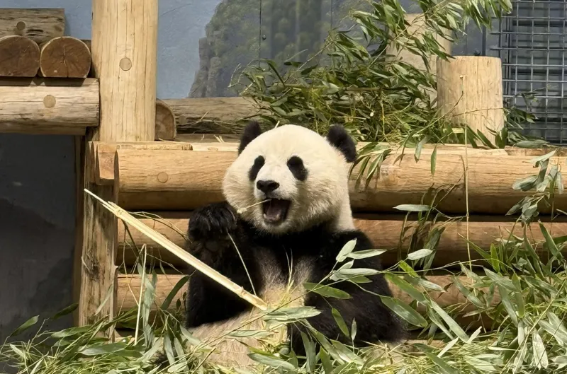 Los mejores momentos que hicieron sonreír a Washington en 2025