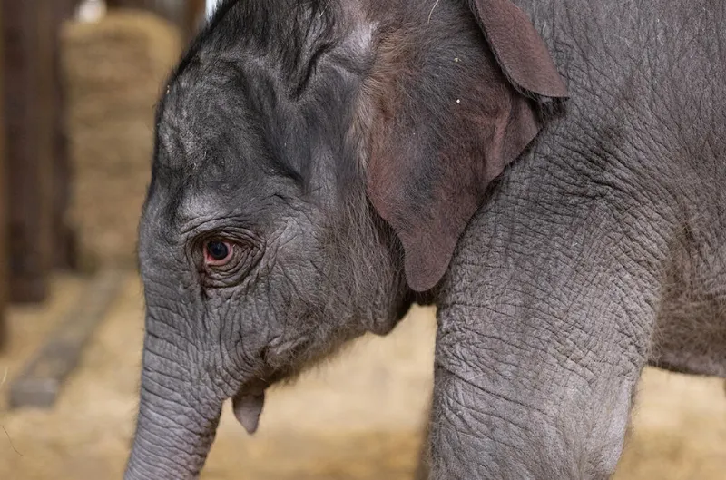 Elefante bebé del Zoo recibe su nombre oficial: Linh Mai