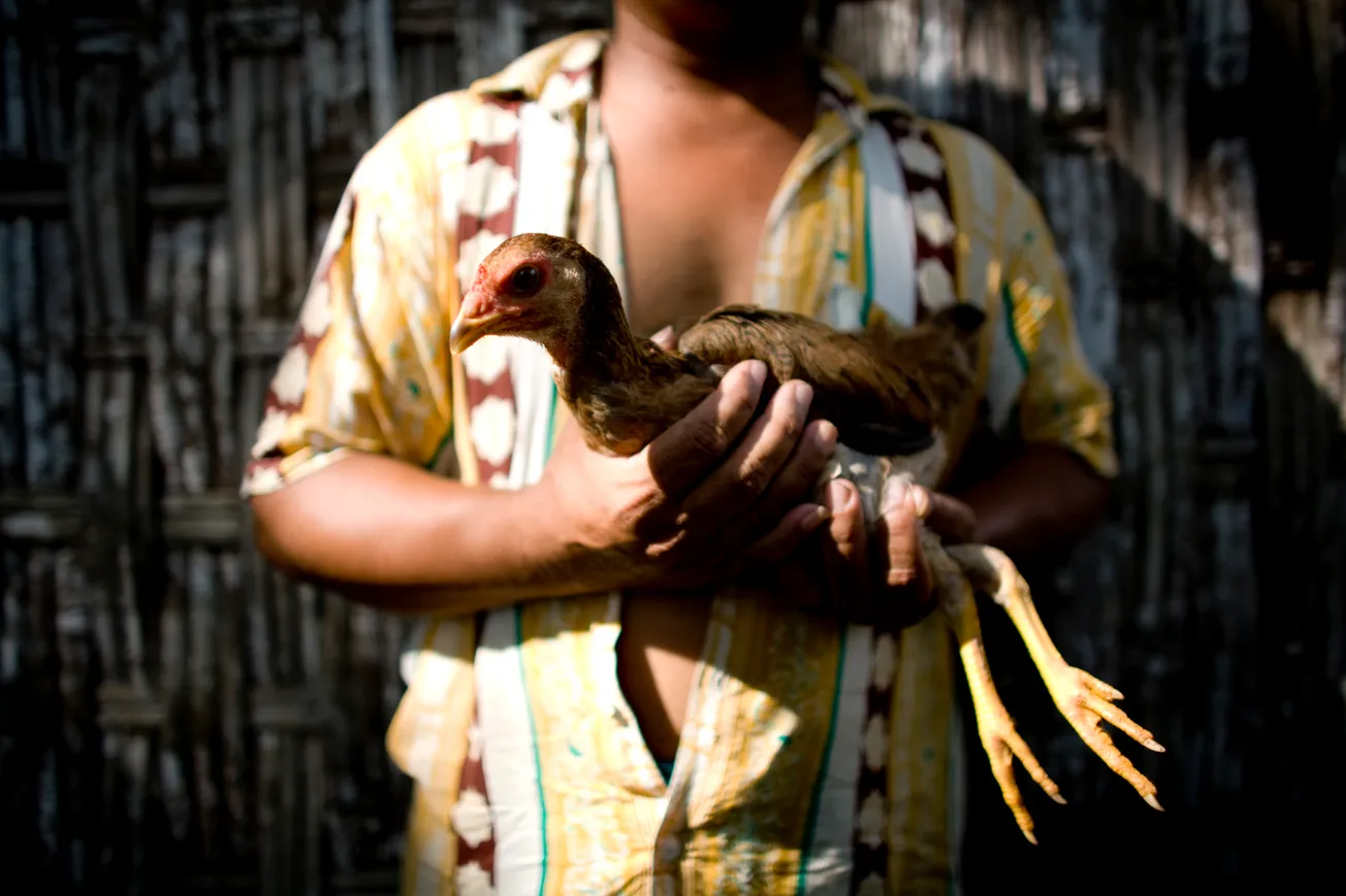 La gripe aviar se instala como nueva normalidad en Maryland