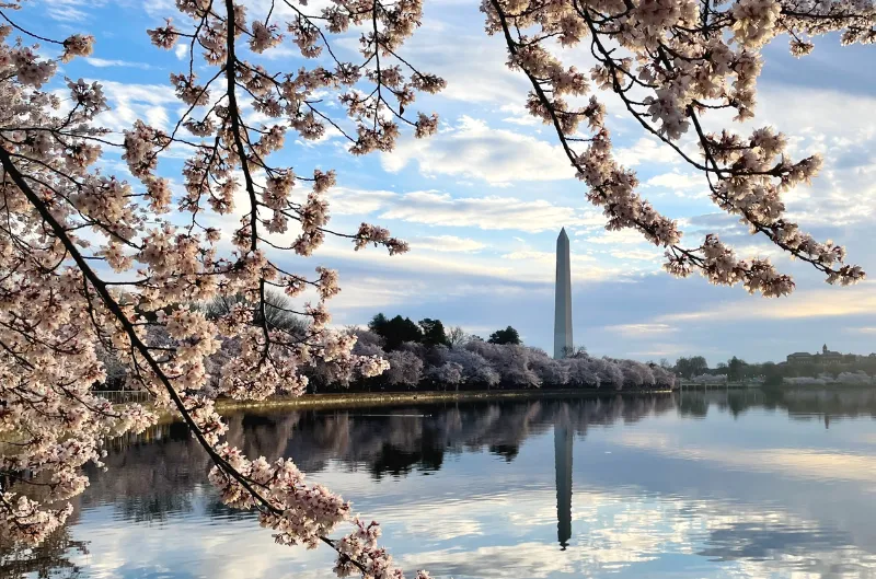Los cherry blossoms de DC ya tienen fecha de peak bloom