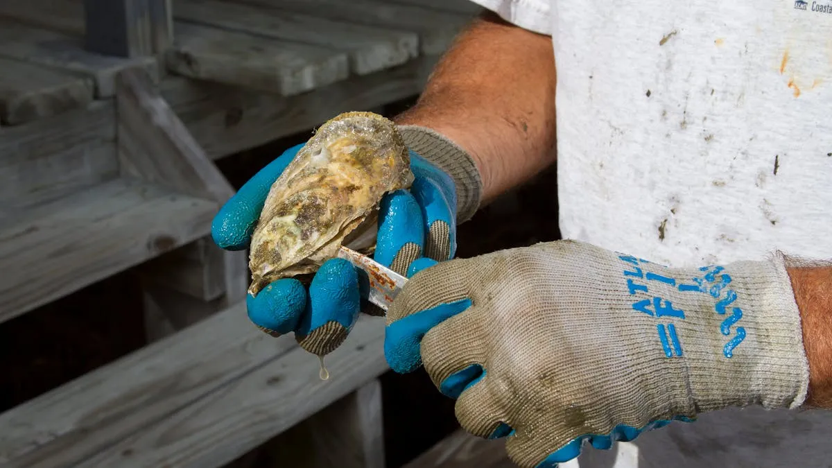 Maryland celebra récord histórico de reproducción de ostras