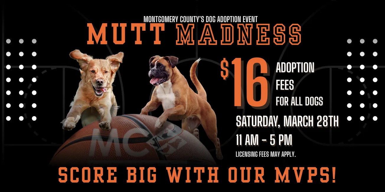 “Mutt Madness” ofrece adopciones por $16 este sábado en Montgomery County