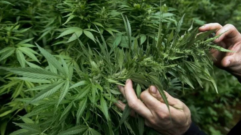 Marihuana