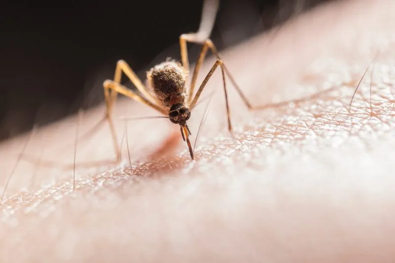 Virus