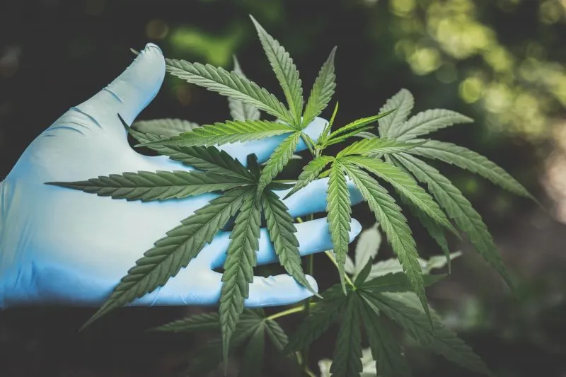 Cambios leyes federales sobre cannabis