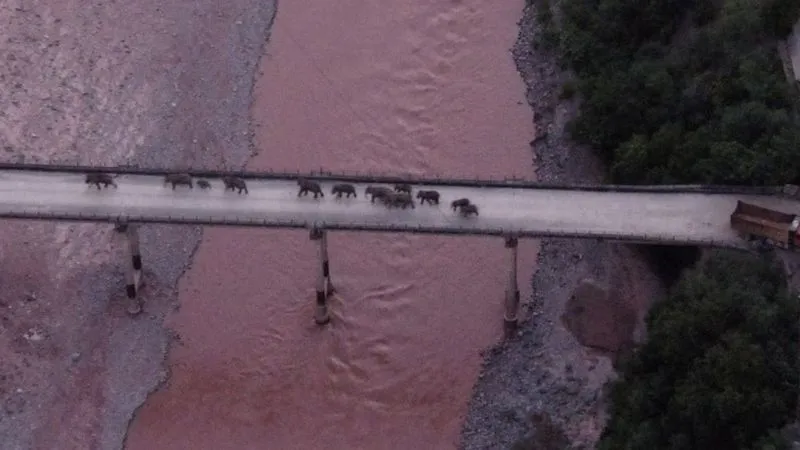 La manada de elefantes que recorrió más de 500 km y desconcertó a los científicos finalmente se dirige a casa
