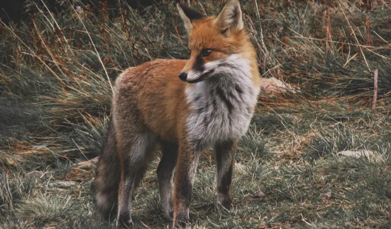 Advierten la presencia de un zorro con rabia en Prince William