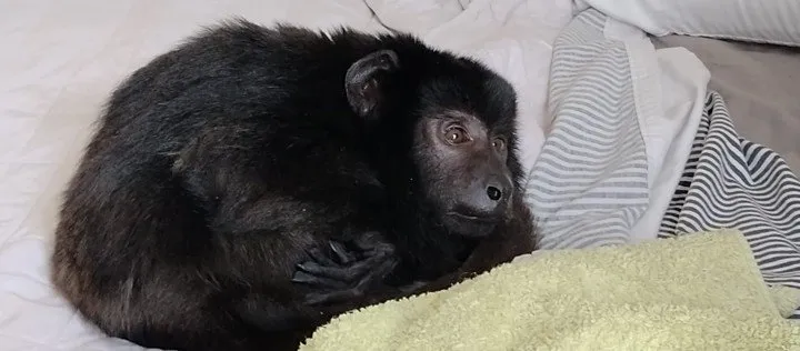 Coco, como la ONG Pájaros Caídos nombró al primate, es un mono Carayá que se encontró sin dientes y desnutrido en un apartame