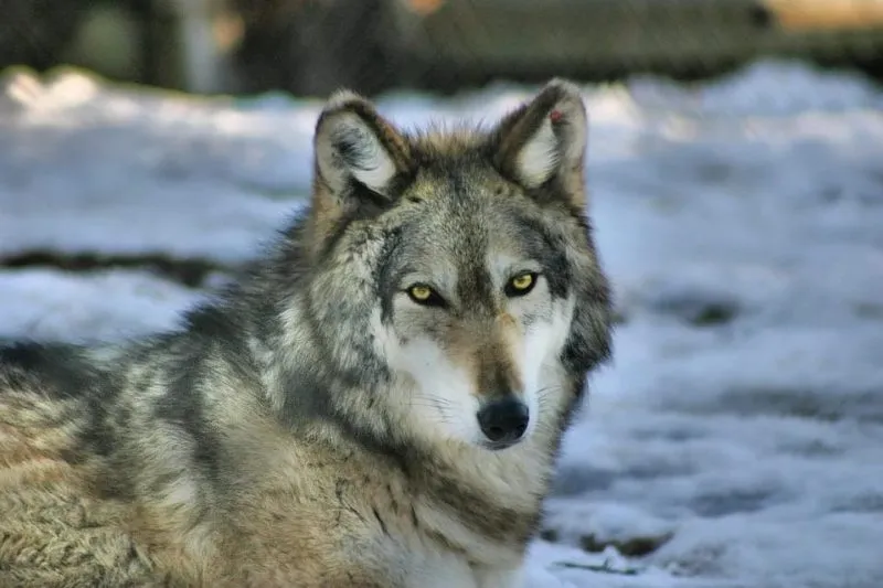 Lobo