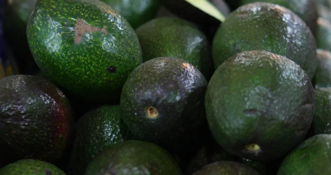 López Obrador dice que prohibir importación de aguacates es una conspiración