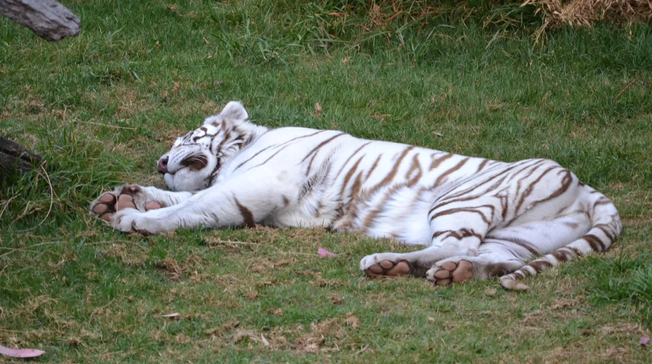 Matan a tigre blanco que estaba suelto en Querétaro