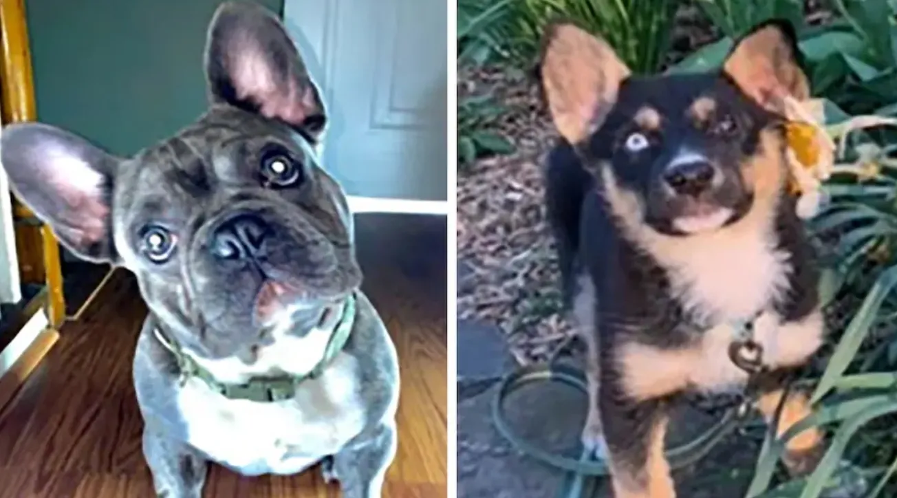 Con pistola en mano roban dos perros en Washington DC