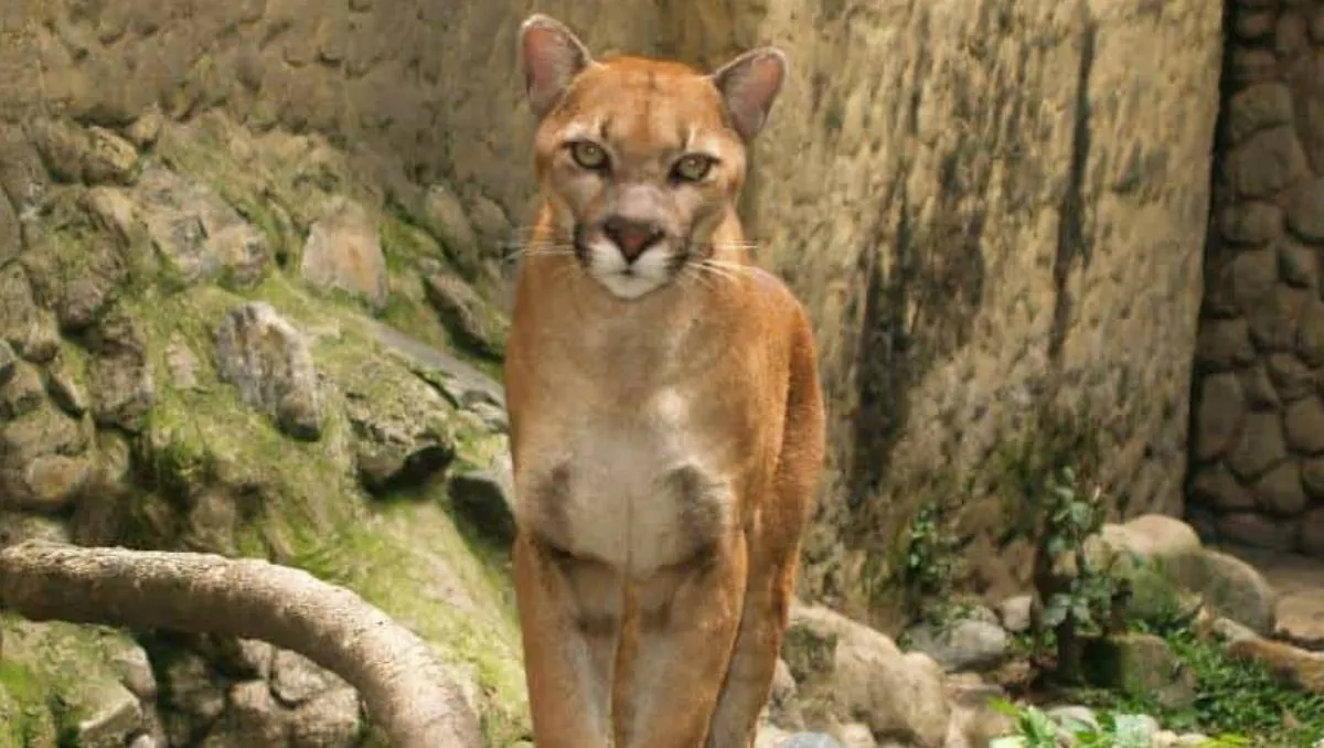 Niña sobrevive ataque de un puma en Fruitland, Washington
