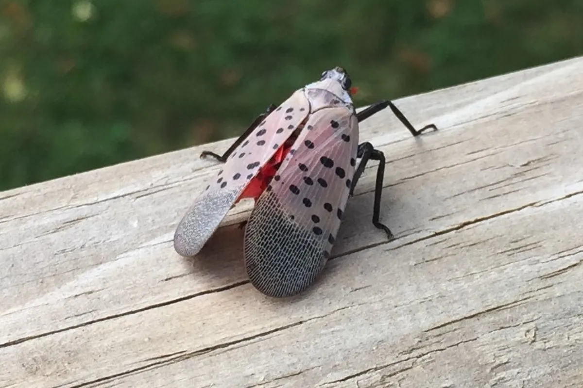 mosca linterna manchada