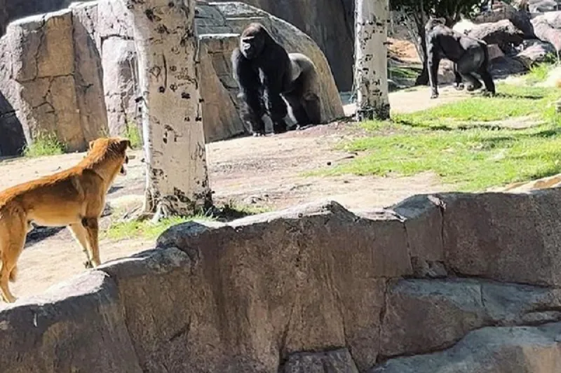 Rescatan a un perro