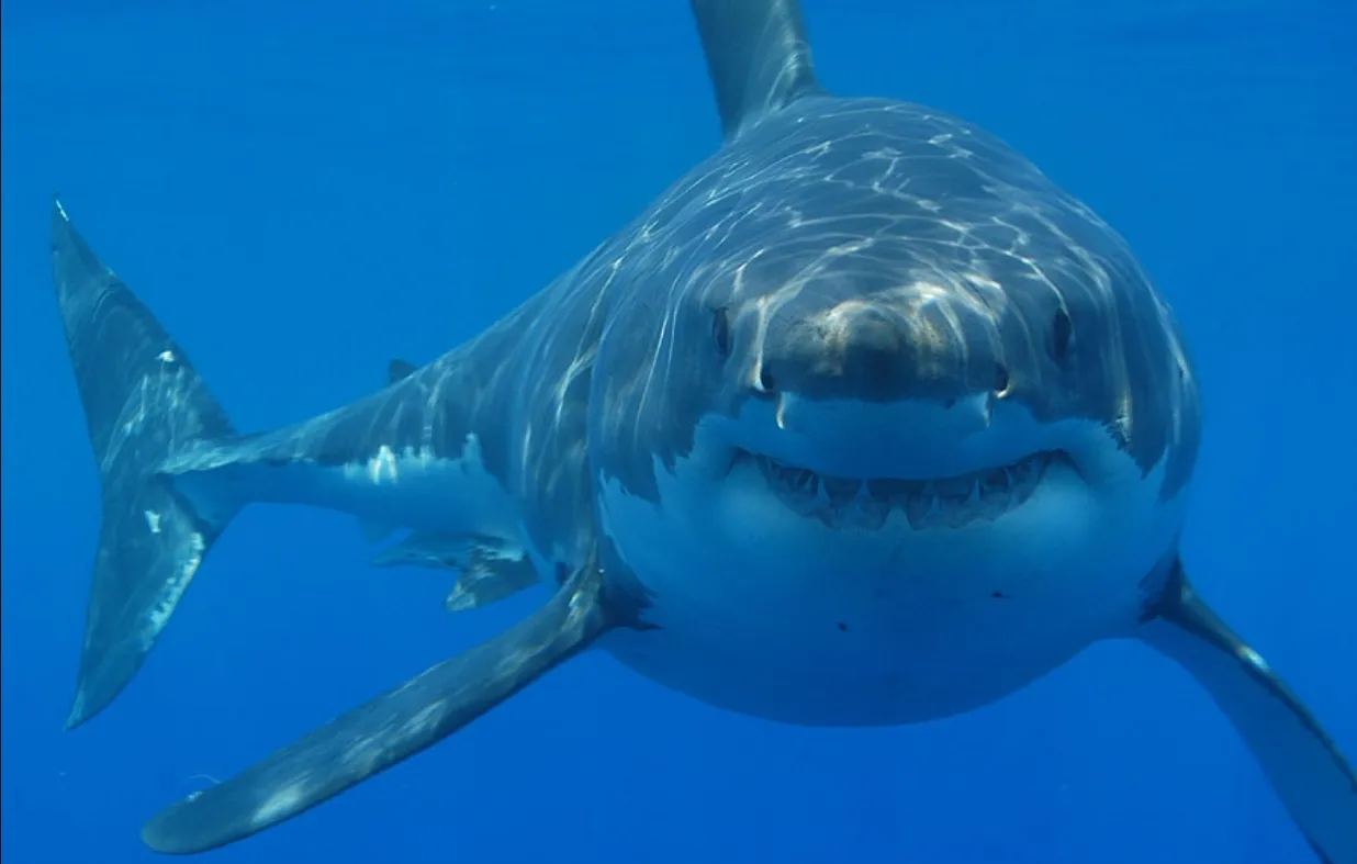 Si este verano vas a Cape Cod debes tener cuidado con los tiburones