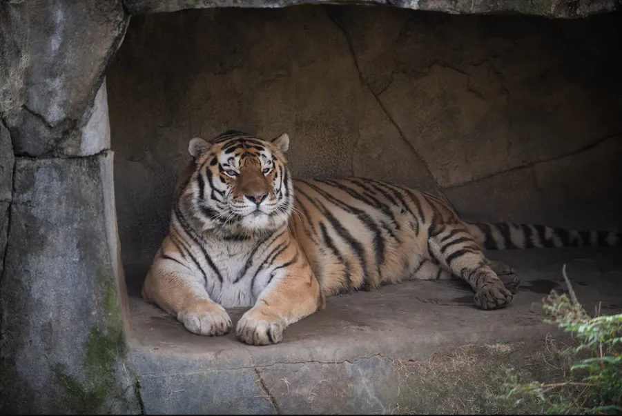 tigre