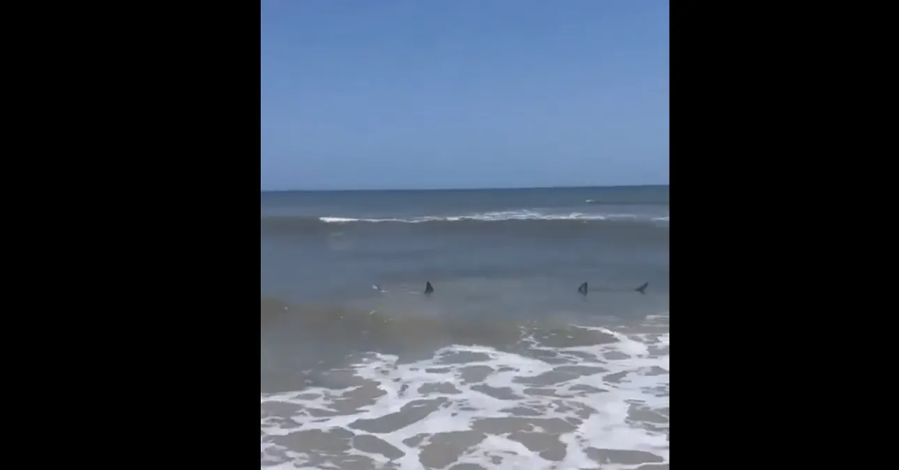 mujer avista tiburones cerca de la orilla en Neptune Beach