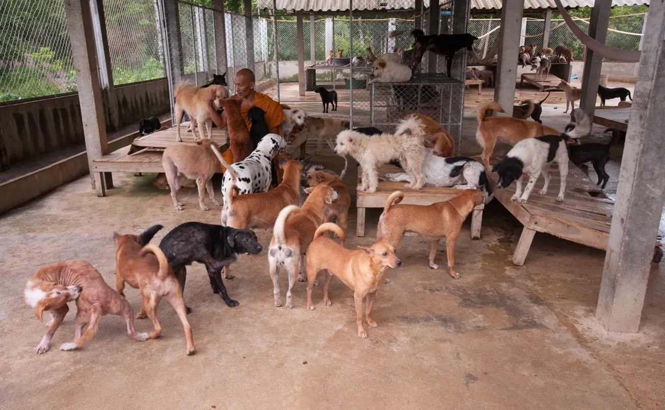 Más de 30 perros murieron en Michigan a causa de un virus desconocido