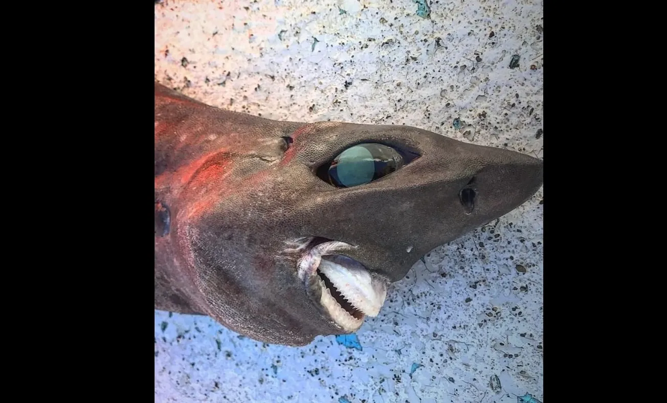 Pescador atrapó a un raro tiburón, su aspecto poco común se viralizó