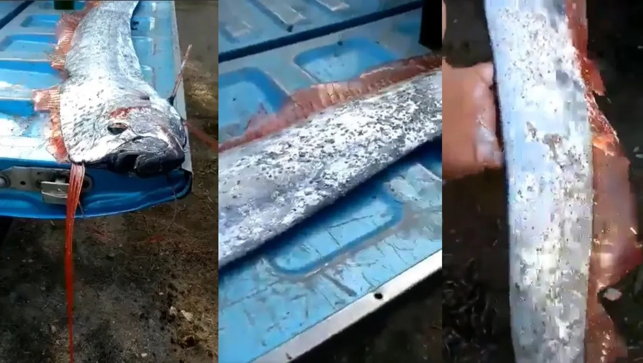 Pez remo en Sinaloa enciende la preocupación de sismo