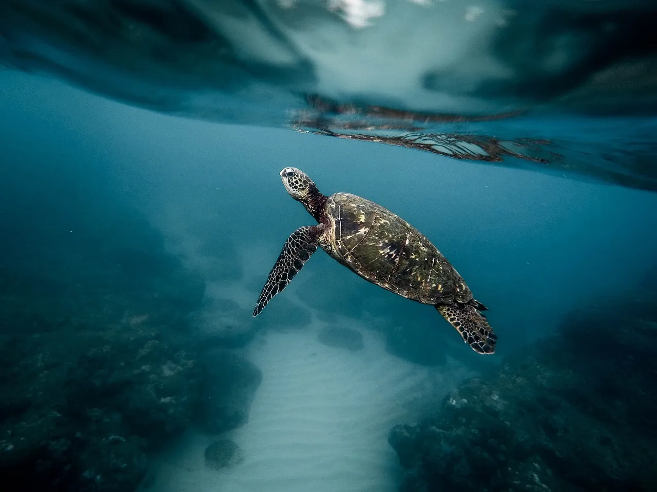 especies en peligro de extinción