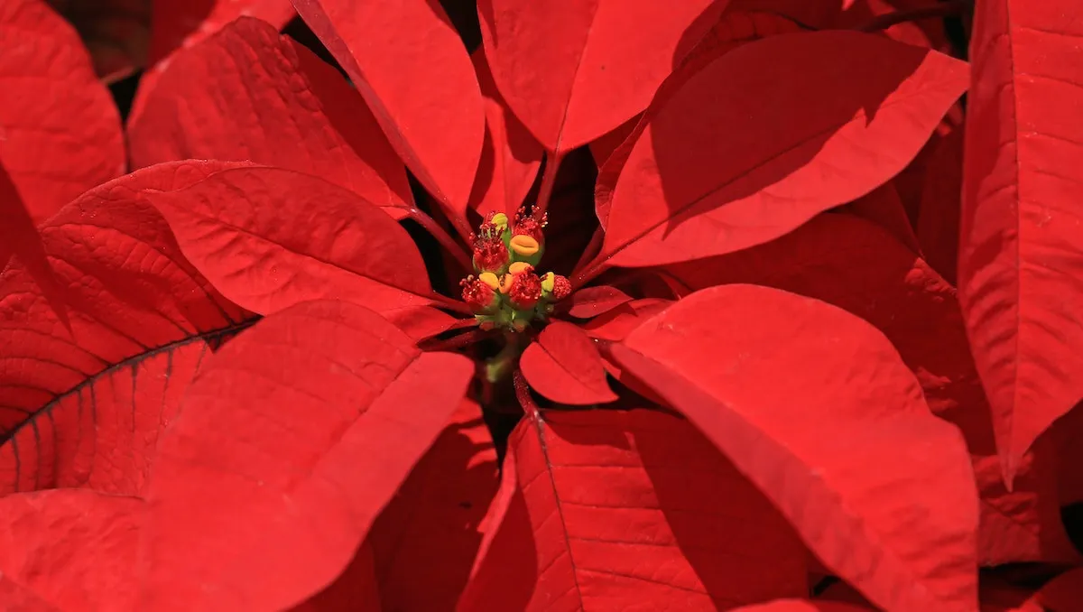 flor de pascua