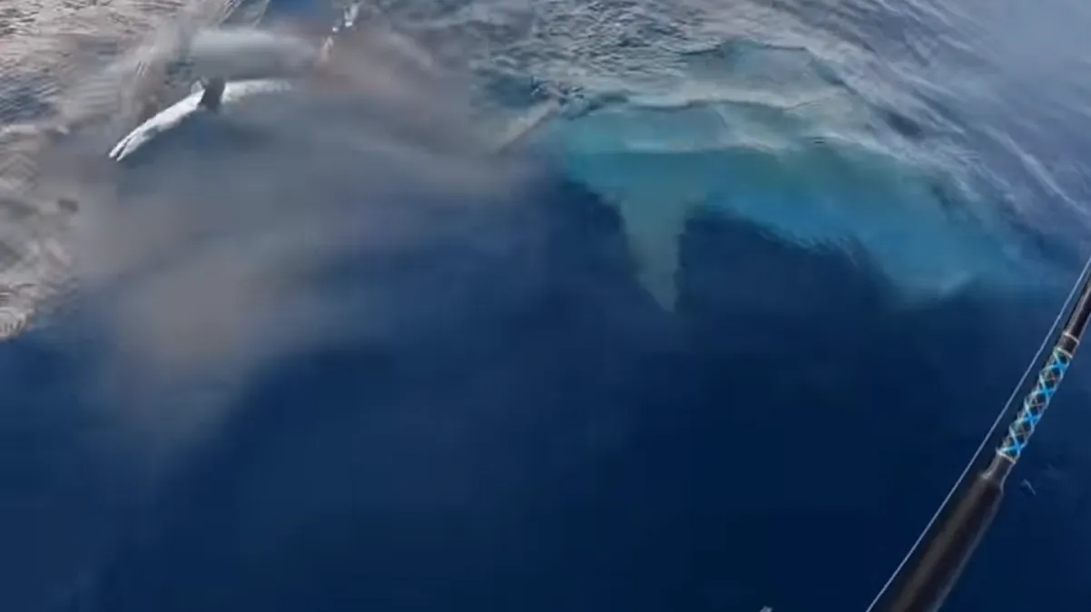 Kayakista fue sorprendido por un tiburón, el incidente quedó grabado en un video