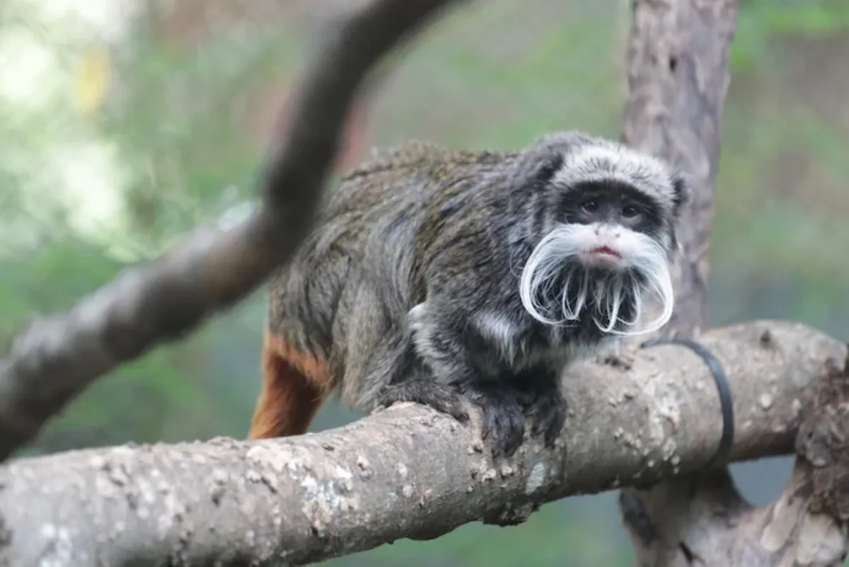 Zoológico de Dallas