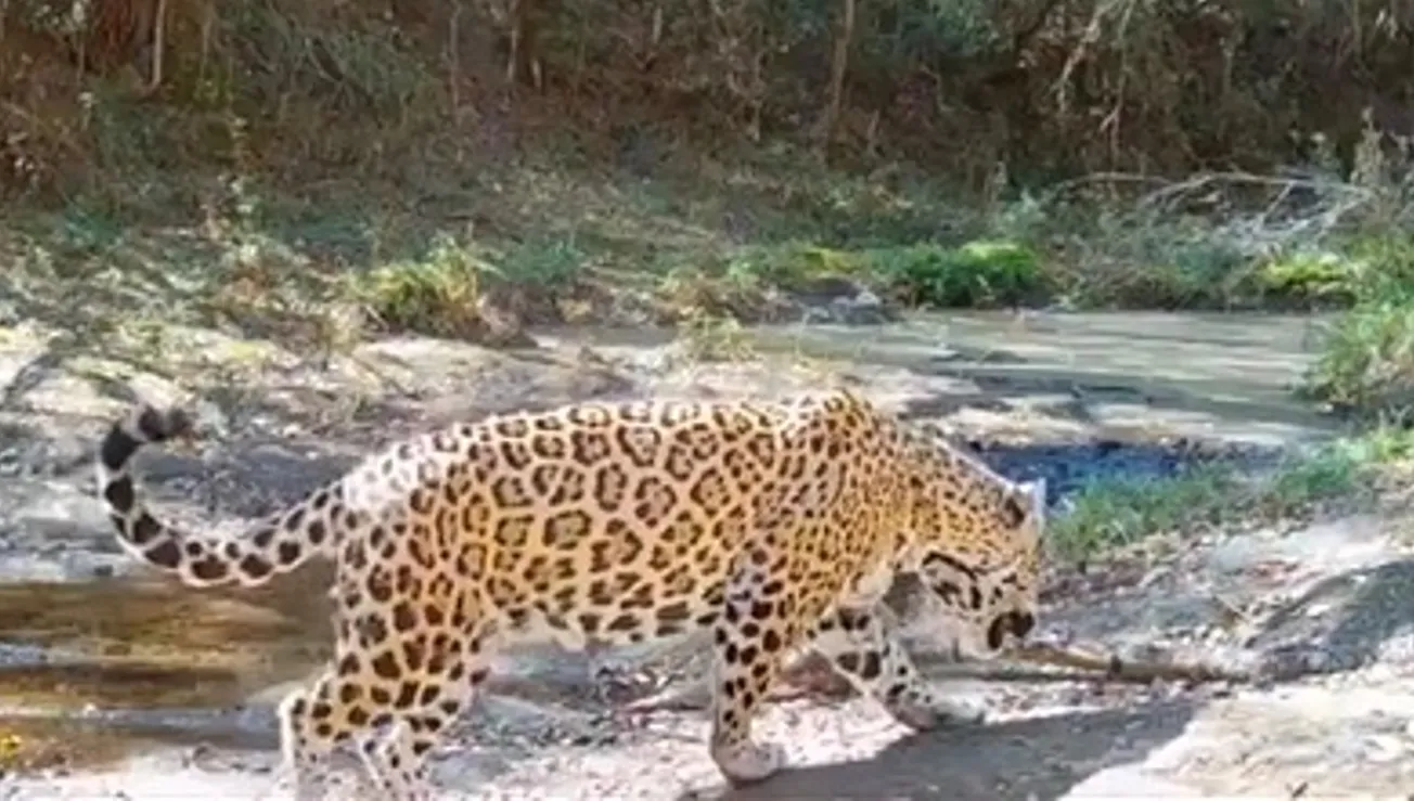 Jaguares de Nuevo León captados en Montemorelos