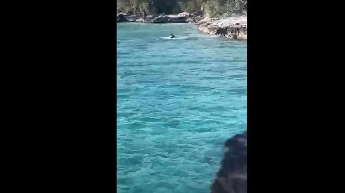 Perrito se viraliza en redes por ahuyentar a un tiburón frente a turistas