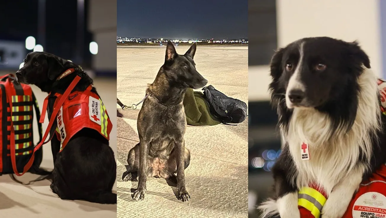 Perritos de rescate de México ayudarán en Turquía y Siria
